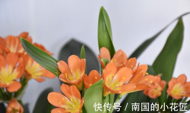 老花匠给君子兰换盆的口诀，句句在理，简单又易懂，看看没有坏处