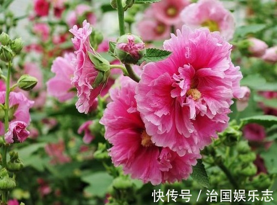 菊花|5种“懒人花”，个个长爆盆，开花也漂亮，家里变成“小花园”