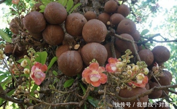小型|委内瑞拉路边有一棵长满“炸弹”的树，其威力近似小型炸弹