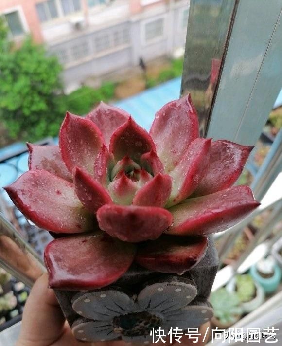 太阳光照|养多肉不容易，叶子养成红宝石，怎么操作？补光灯照10小时