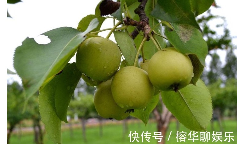 潤肺|長壽老人最愛吃的水果，每天吃一個，防癌，潤肺止咳,誰吃誰受益