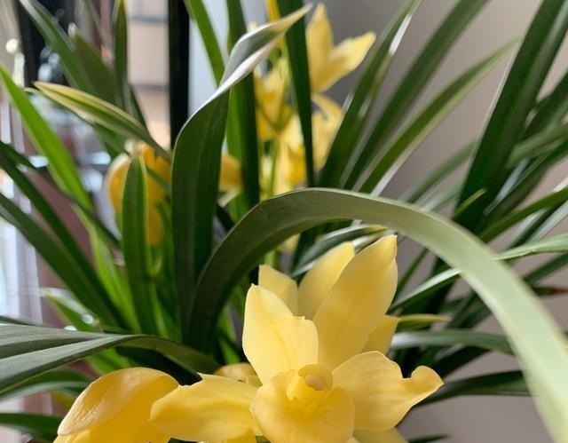 建议夏天遇到此兰花，别手软，多买些，能让你“清凉一夏”！