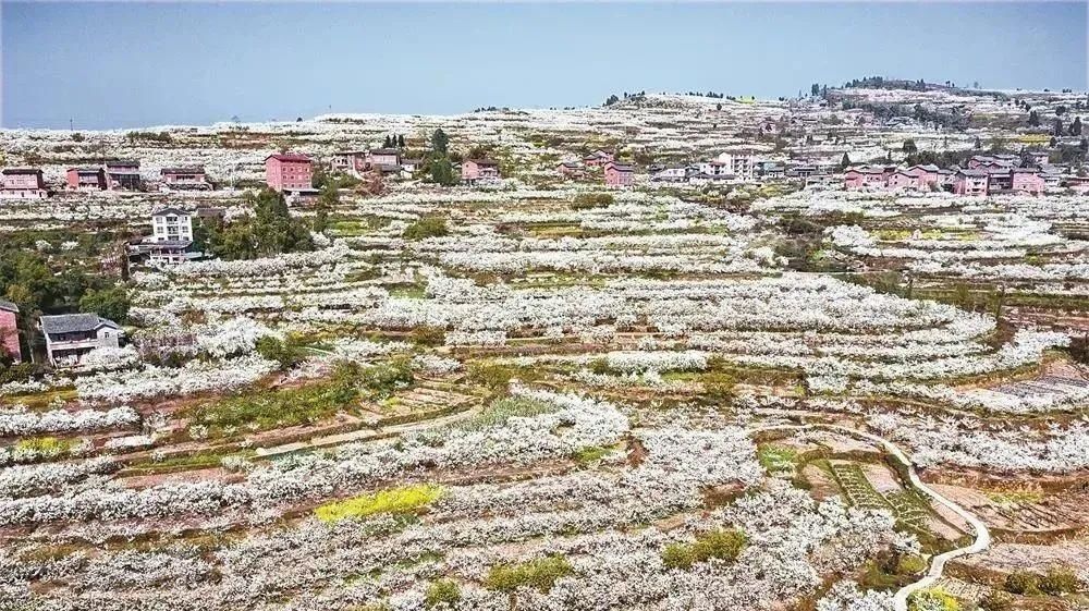 巴渠满目竞芬芳！达州发布带你去“寻春”