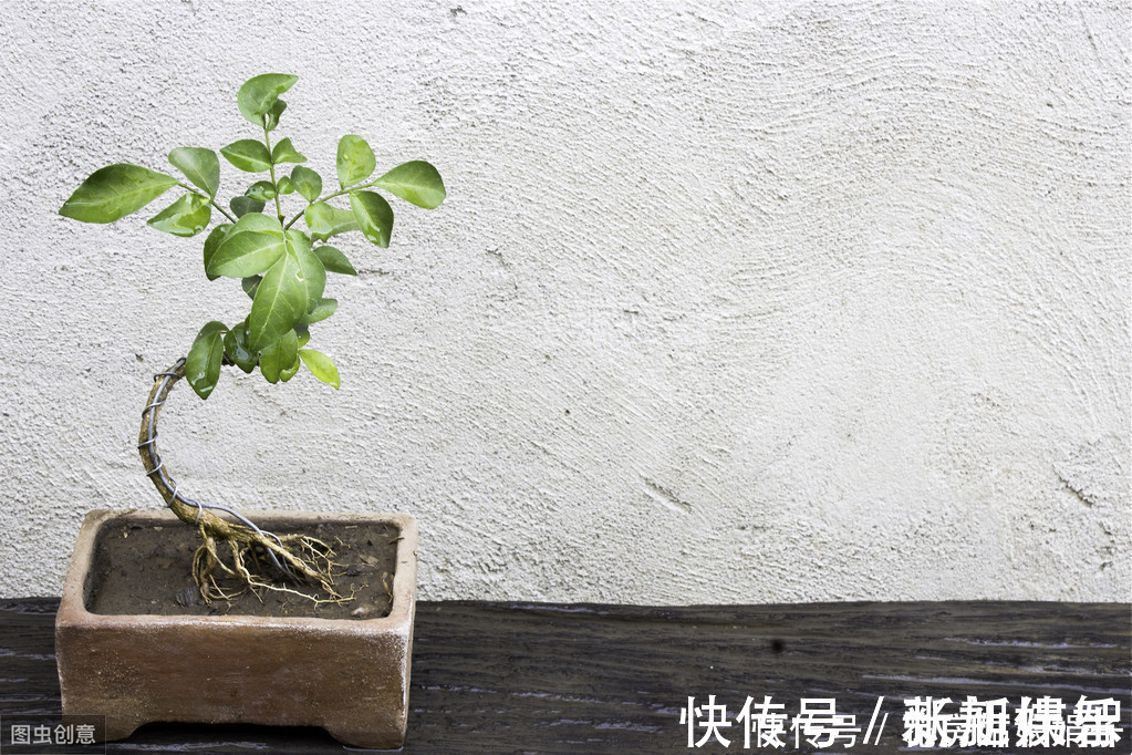 盆景|树木盆景是怎么矮化的?8个方法助你的盆景成为“活着的艺术”