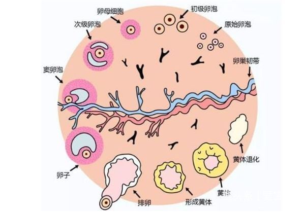 促性腺激素|关于试管婴儿促排你知道多少?