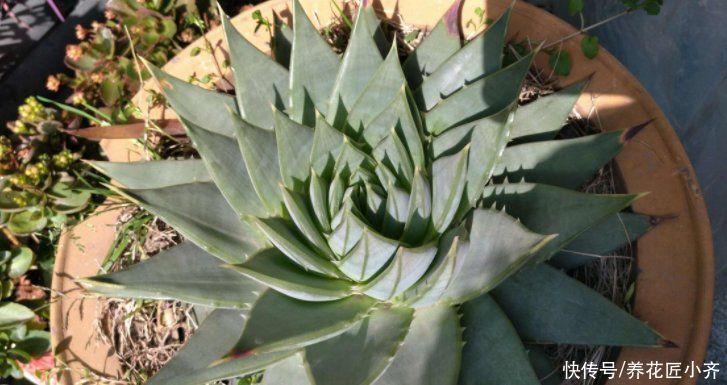 让你看了“眼发晕”的芦荟,它是芦荟中的“女王”,想养谨记2点