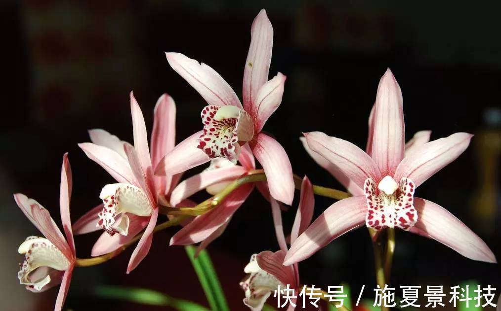 此花是君子的象征，也形容女子的优雅气质，是高雅的花