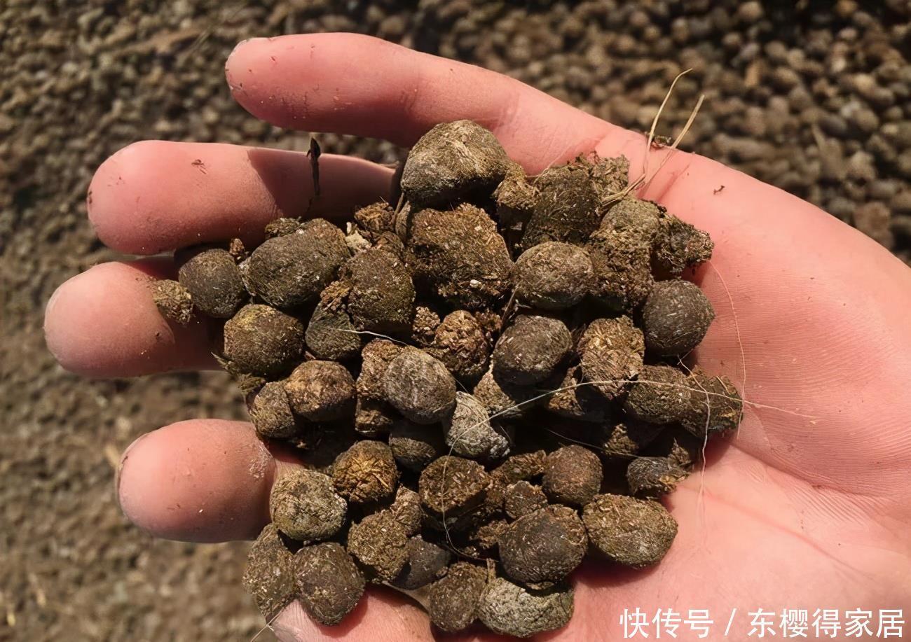 发酵|养花最好的“有机肥”，原来是粪球球，什么植物都能用，养啥都旺