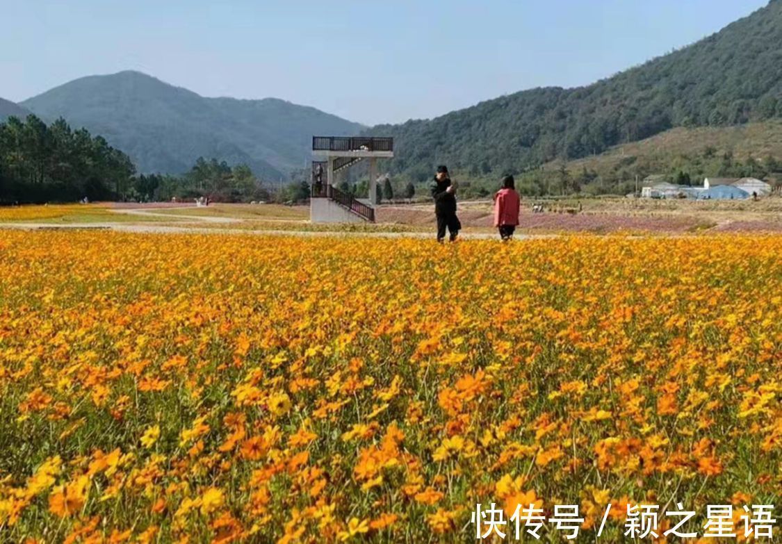 花海|黄金路，花海，红杉林，环游东吴风景线