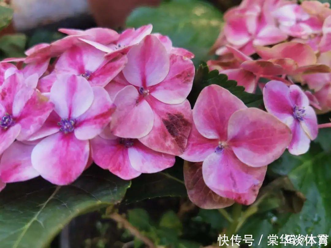 酸性|天生爱淋雨的花，多淋几次，连肥料都省了