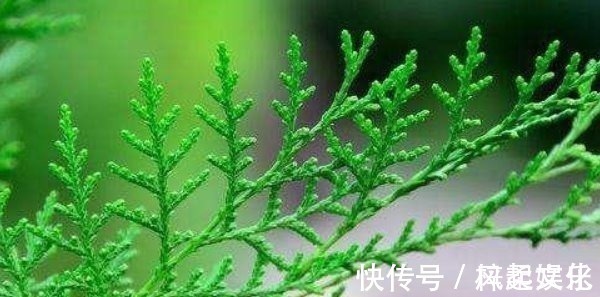 食物|长出白发别着急染,3种食物坚持吃,白发不见,头发乌黑亮丽