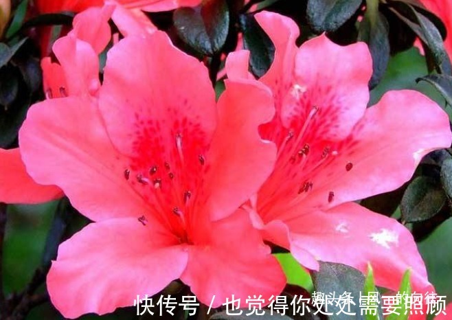 此花花繁色艳，盛开时宛如山林染涂了胭脂，被誉为“花中西施”