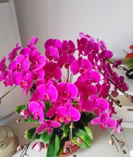 被当做一次性花的漂亮花卉,一个小技巧,还能继续开花