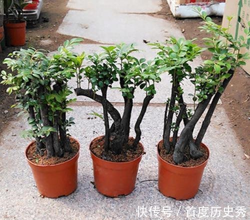 原来有钱人家都养这个花，镇宅，招财，这可是“帝王之木”！