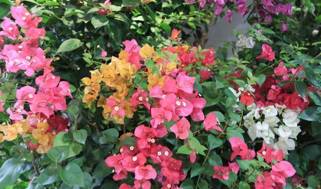 养三角梅，“撸光叶子”虐着养，25天后，又是一个“盛花期”