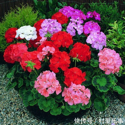 天竺葵的叶子太密，如何给天竺葵修剪叶子