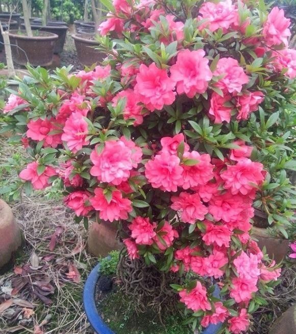 打卷|杜鹃花叶子打卷,不开花,试着换换土,用干松针养,更容易开花