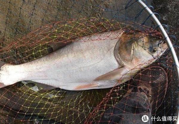 鱼率|钓鲢鳙总抬竿无鱼？上钓下锚——钓与锚两者结合，有效提升上鱼率