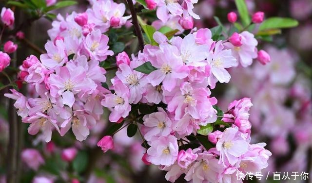 三月海棠烟雨海棠贪睡著,留得一枝春