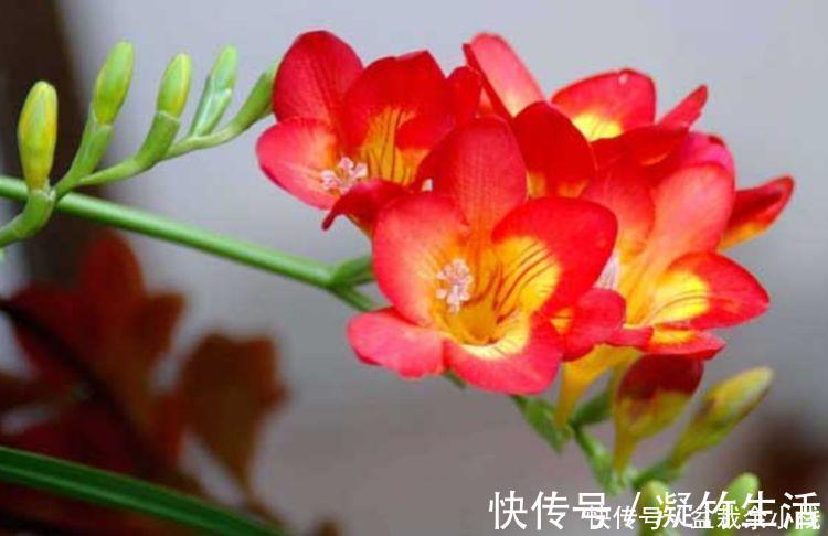 5种花好养易活沾土就活，有水就疯长，开花量大能爆盆