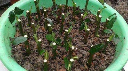 木屑|什么花卉生根剂,都不如“它”,盆里放一点,3-5天长出大白根