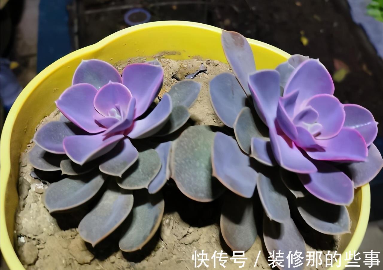 徒长|阳台党打心底里喜欢的多肉不多,紫珍珠算一个,群生的老桩真漂亮
