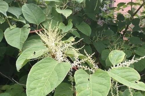 英国专家纳闷:这种植物我们花几十亿治理,为何中国却拿来赚钱?