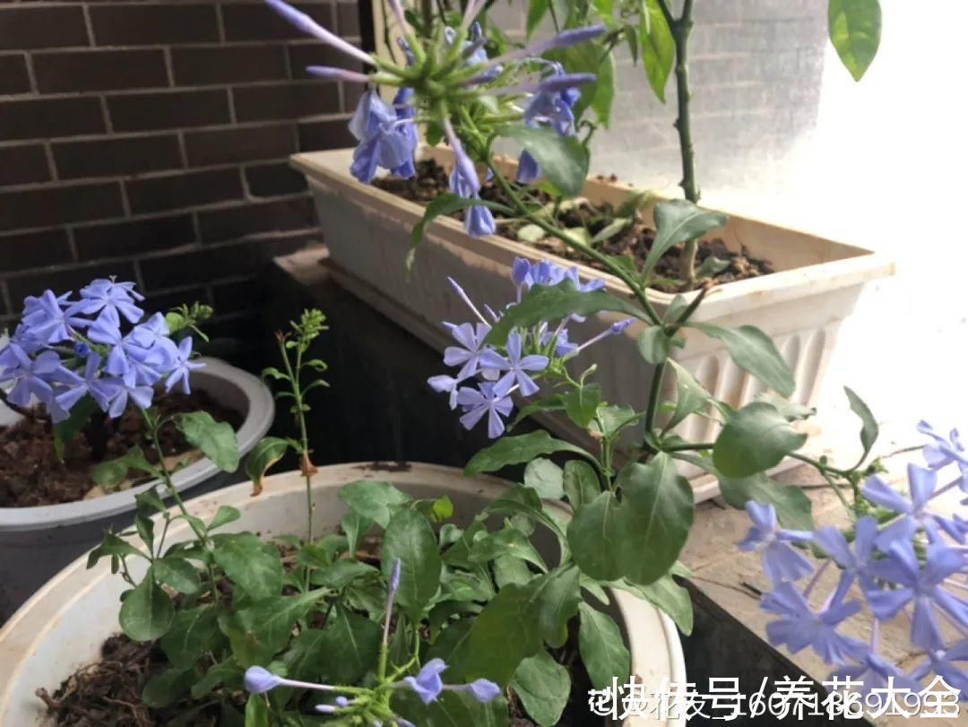 叶子|冬天扦插,最简单的方法学起来,这6种花都能生根