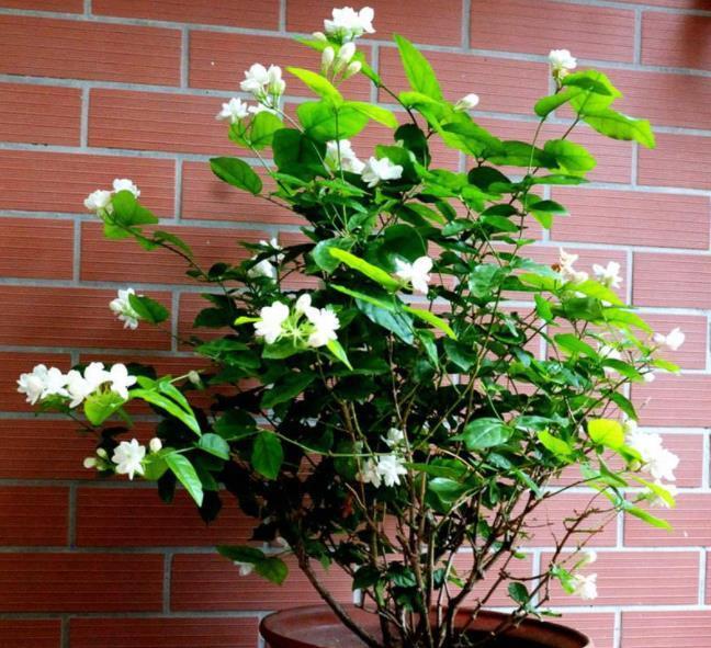 冬季4种花“特欠剪”,不剪开花少,冬季勤修剪,春季开爆盆!