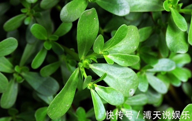 美味佳肴|农村当个草,城里当个宝,五行俱全的“长寿菜”——马齿苋