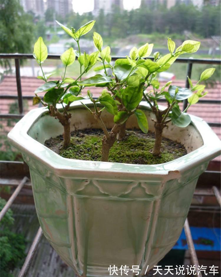 7种花,天冷要“静养”,少水断粮多晒晒,长得更健壮