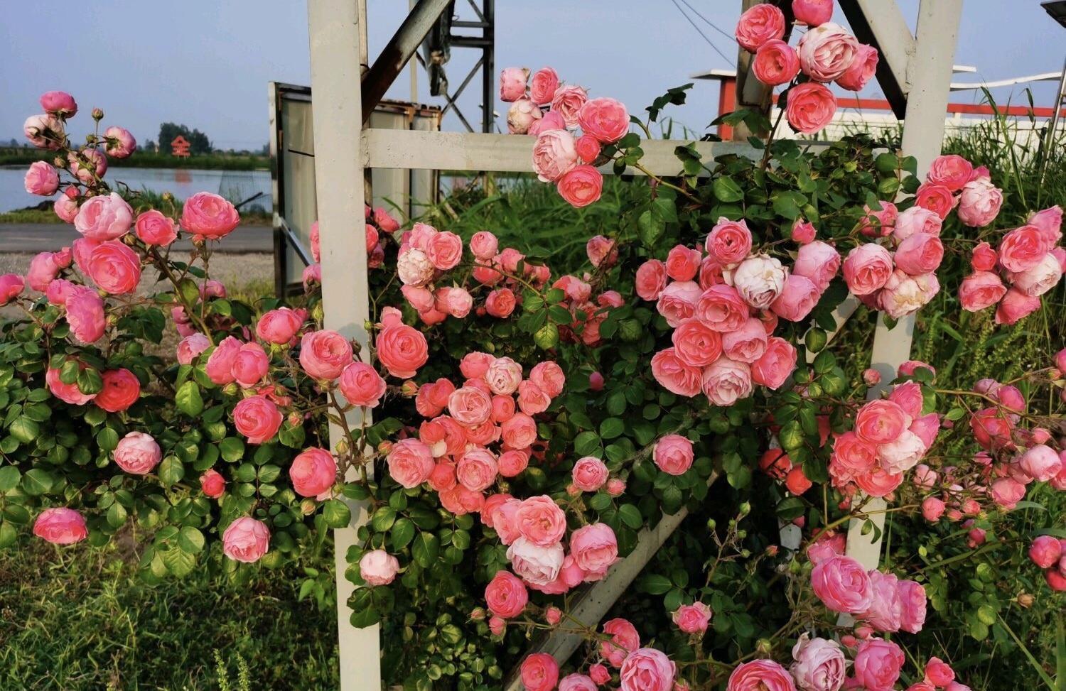 春天养藤本月季,遇到“这种”情况,赶紧“横拉、追肥”促开花