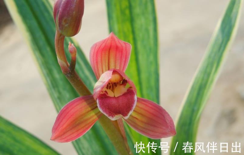 兰花|墨兰红神荷,一款品相独特的兰花,盆栽花大色艳,拍照十分美