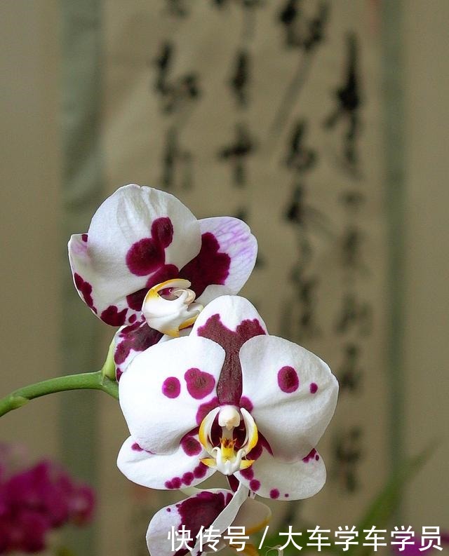 客厅要养“四种花”，没有直射光也能呼呼开，大气又美观！