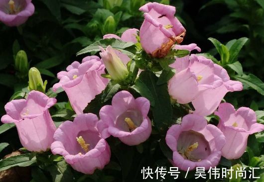 铃兰花|这些小花便宜又好养，放在小院开花不断，绚丽多彩，香飘溢满屋