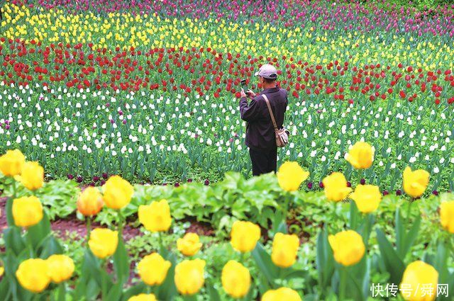 红叶谷云雾缭绕似仙境，郁金香花开正艳诗意浓