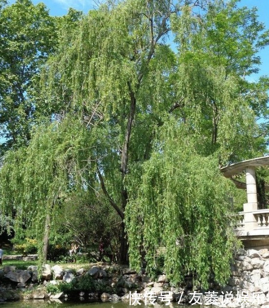 农村院子里不适合种的5种树,你家种了吗