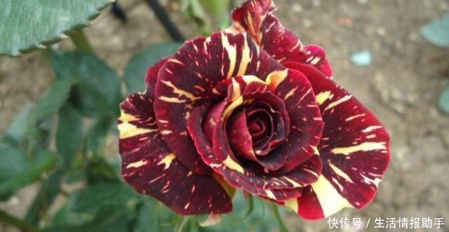 好特别的“1种花”,很多人都说“头回见”,你见过!