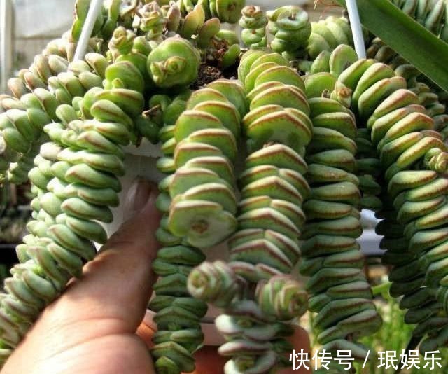 服盆|多肉钱串子,换盆有技巧,避开“死亡季”,“小铜钱”越长越多