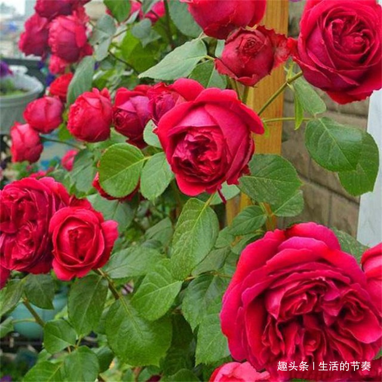 高手这样养红龙月季,枝繁叶茂开花多,真是妙,简单却有效