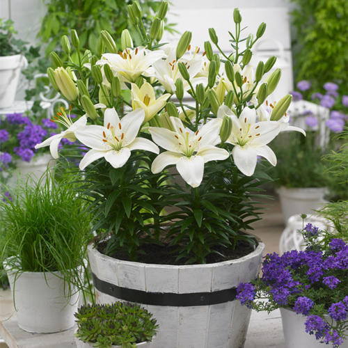 睡眠质量|3种花,再喜欢也别在室内养,会影响健康,家里养了赶紧搬出去