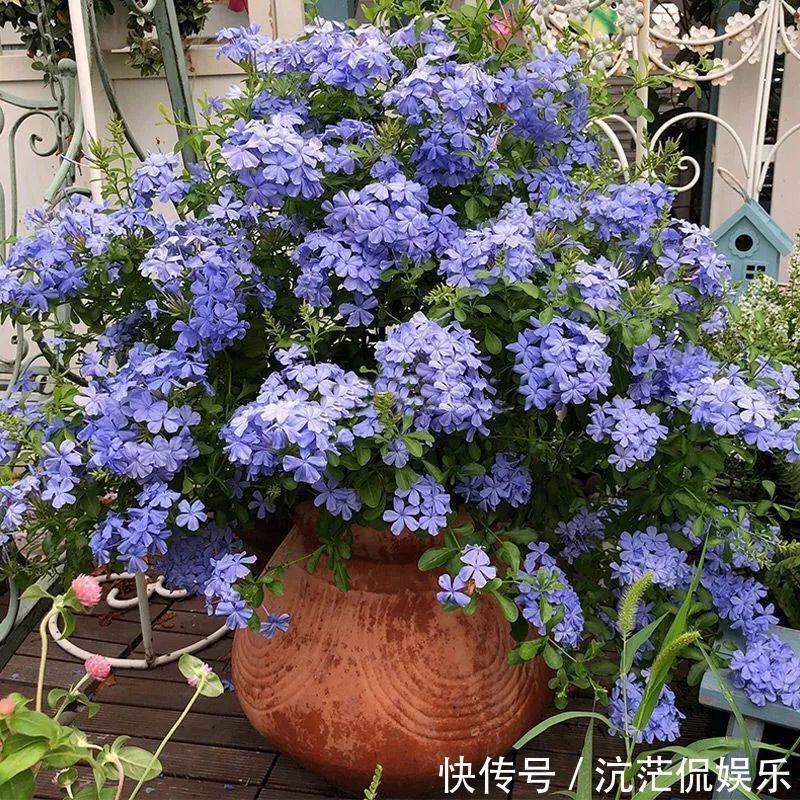 春天|9月给天竺葵剪个短发,过冬前就能窜叶子,明年春天开成大花球!