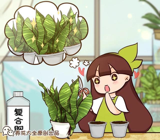 家里养盆虎皮兰，小花盆、挤着养，疯狂开花爆小崽！