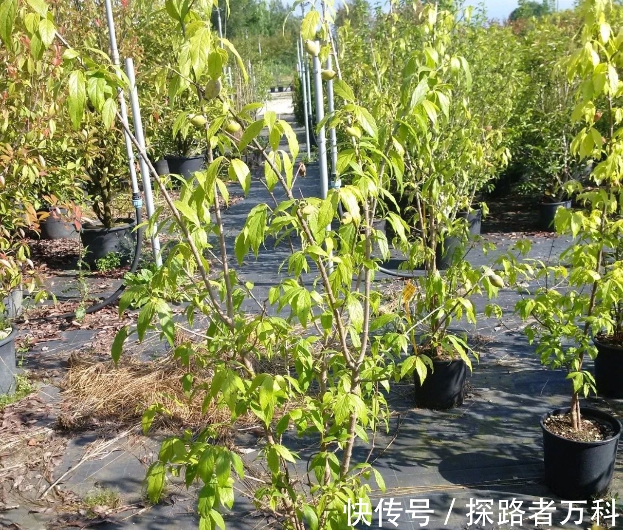 在寒冷的冬春时节灿烂开花的8种观赏花卉,可露养户外,打理简单