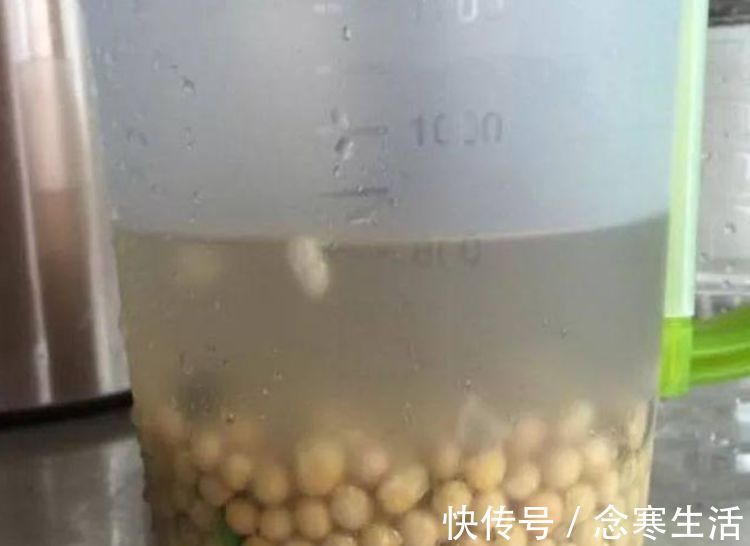 大花球|养君子兰“不要等”,盆里加“1物”,快速出箭开出“大花球”