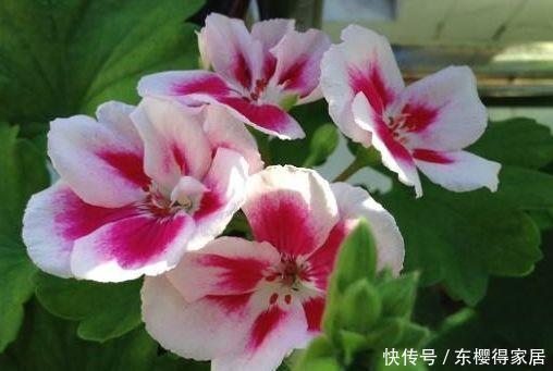 茶花|6月12日开始，养花试试这几款，花大色艳香浓，花期全年，美爆了