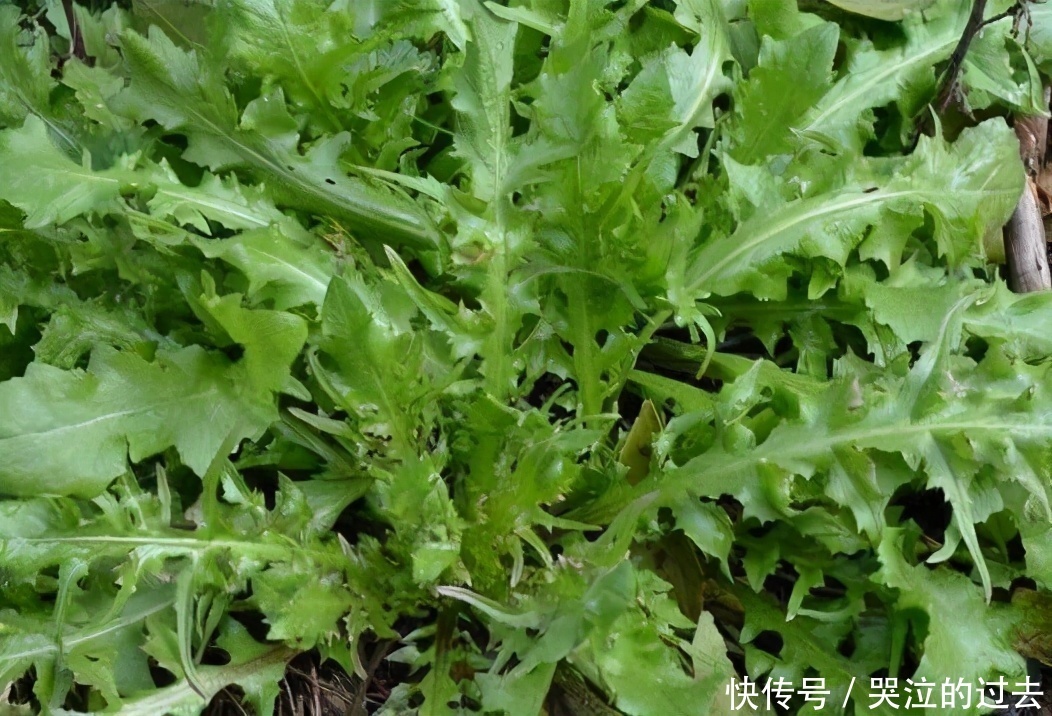 肌肤|人到中年,学会吃3种食物,美容养颜,延缓衰老,呵护肌肤