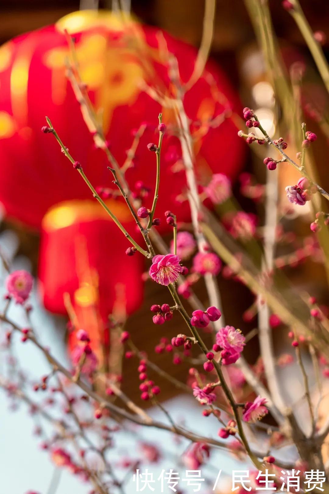 盛开|最暖春节催开红梅花,郑州园博园现“双梅闹春”