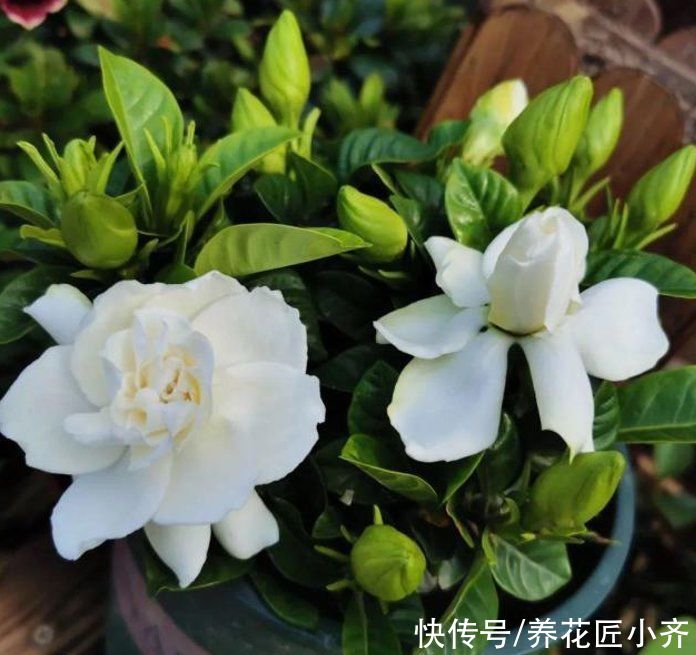 秋天|秋天4种花别着急“修剪”,当年长得枝条都是花,剪了就不开花