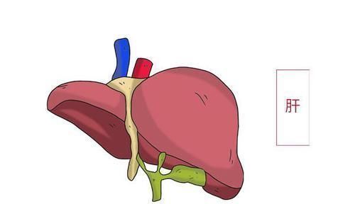 堵塞|经络堵了,肝气郁结了,怎么办多拍拍身上2个部位,一身轻松
